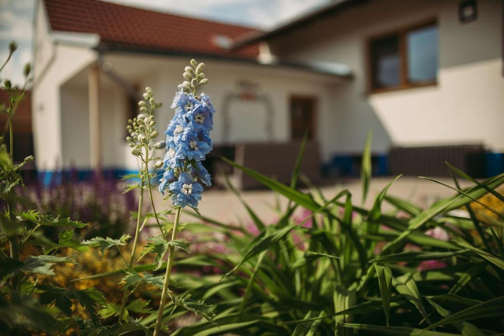 Apartman U Draba: Ubytovani Na Slovacku V Miloticich U Kyjova Milotice Extérieur photo